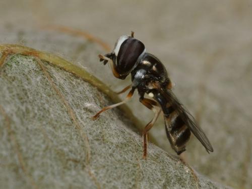 Réf. 88 563 : Paragus quadrifasciatus
