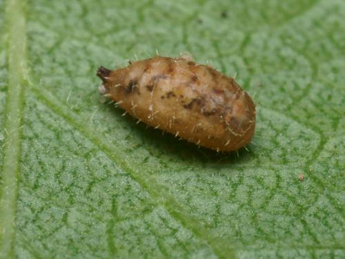 Réf. 88 561 : Paragus quadrifasciatus