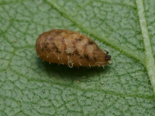 Réf. 88 560 : Paragus quadrifasciatus