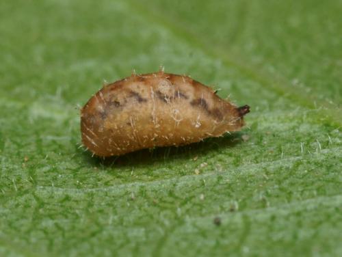 Réf. 88 558 : Paragus quadrifasciatus