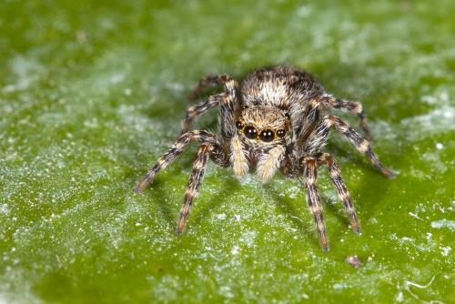 Pseudeuophrys lanigera