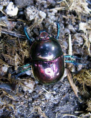 Réf. 88 590 : Trypocopris pyrenaeus