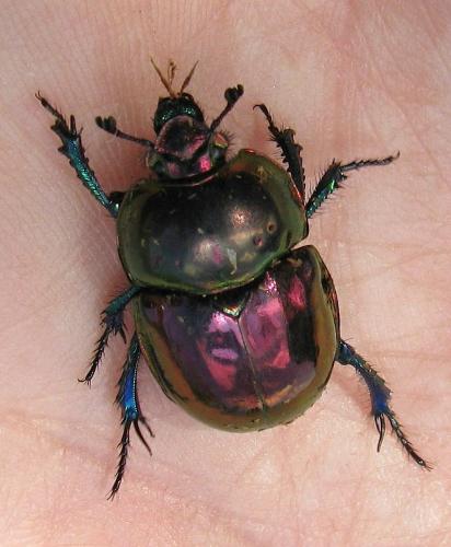 Réf. 88 591 : Trypocopris pyrenaeus