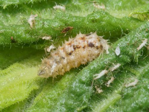 Réf. 88 554 : Paragus quadrifasciatus