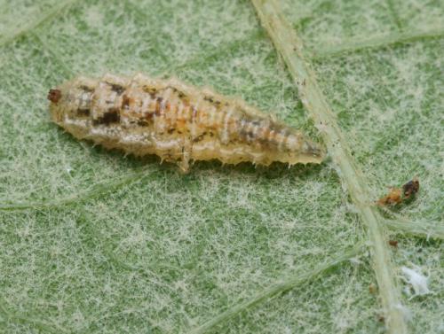 Réf. 88 556 : Paragus quadrifasciatus