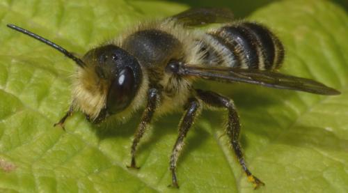 Megachile sp.