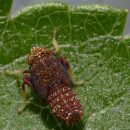 Réf. 88 595 : Orientus ishidae