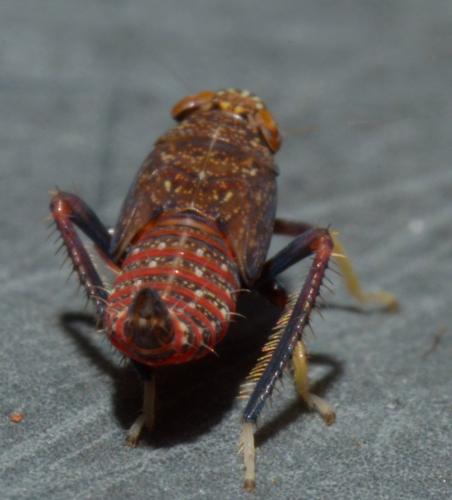 Réf. 88 596 : Orientus ishidae