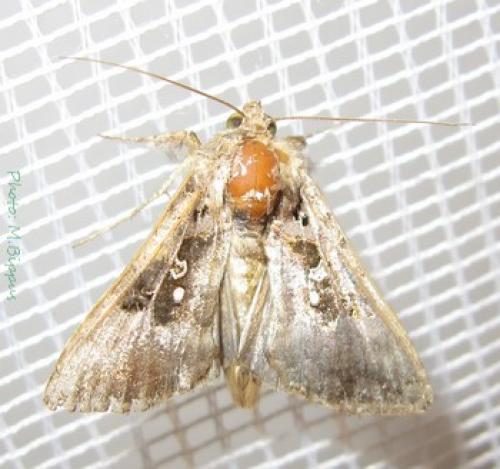 Réf. 88 231 : Argyrogramma signata