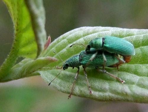 Réf. 88 264 : Polydrusus formosus