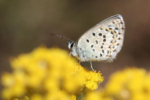 Plebejus bellieri