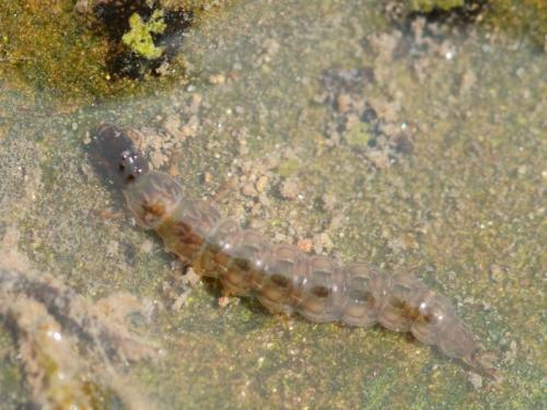 Rhyacophila sp.