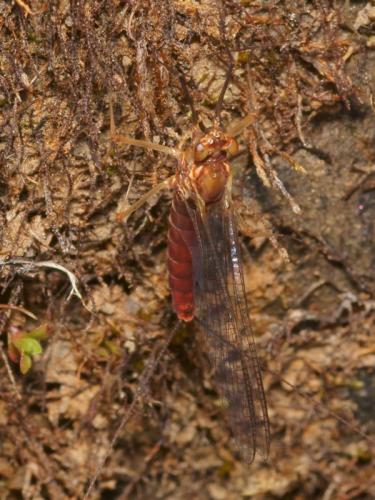 Ecdyonurus sp.