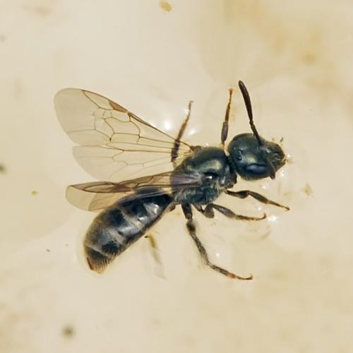 Lasioglossum sp.