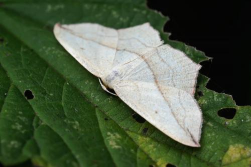Réf. 88 274 : Timandra comae