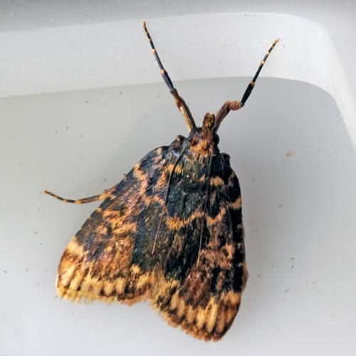 Réf. 88 824 : Aglossa caprealis