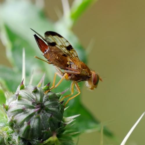 Xyphosia miliaria