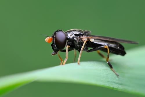 Réf. 88 208 : Cheilosia pagana