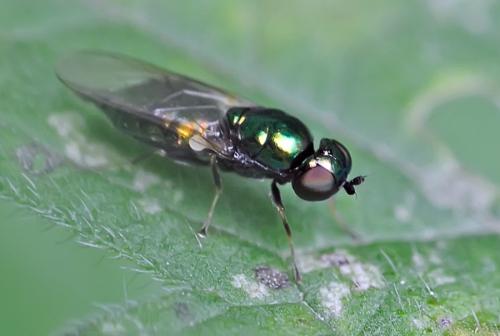 Microchrysa polita