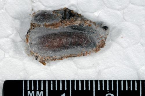 Réf. 88 833 : Aglossa caprealis