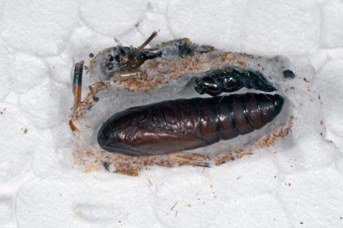 Réf. 88 834 : Aglossa caprealis