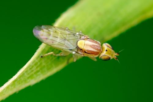 Réf. 88 508 : Meromyza sp.