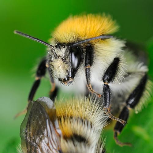 Réf. 88 564 : Bombus pascuorum