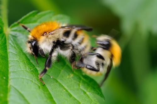 Bombus pascuorum
