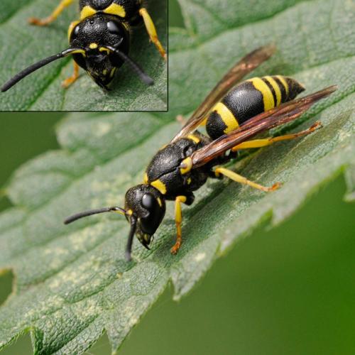 Réf. 88 761 : Eumeninae inconnu