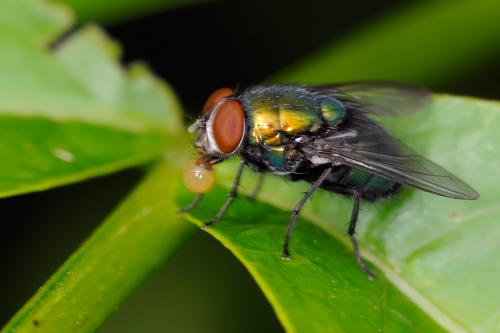 Lucilia sp.