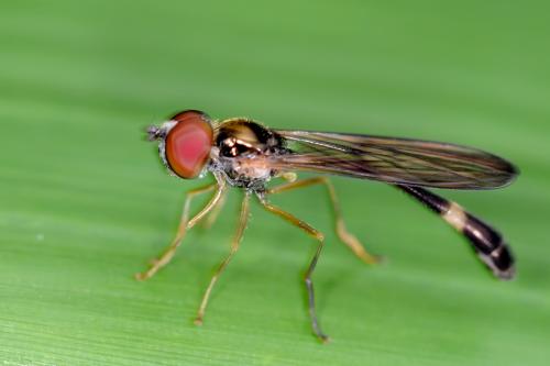 Baccha elongata