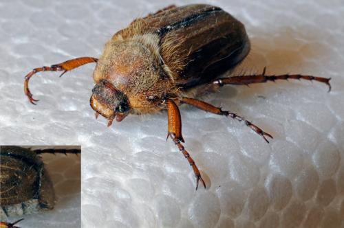 Amphimallon solstitiale