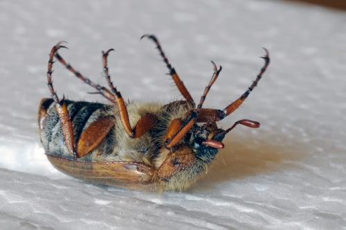 Amphimallon solstitiale