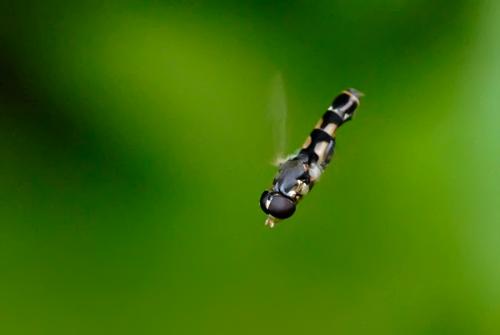 Réf. 88 258 : Syritta pipiens