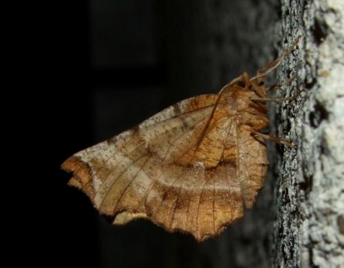 Réf. 88 520 : Selenia dentaria