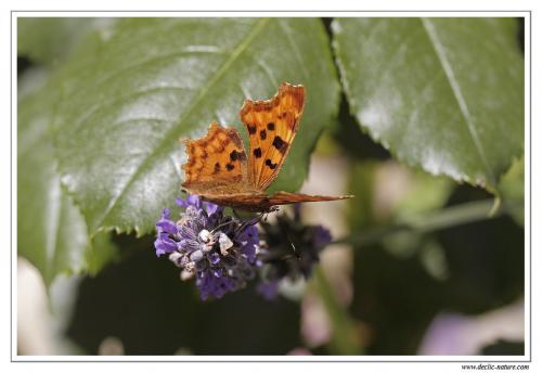 Réf. 88 542 : Polygonia c-album