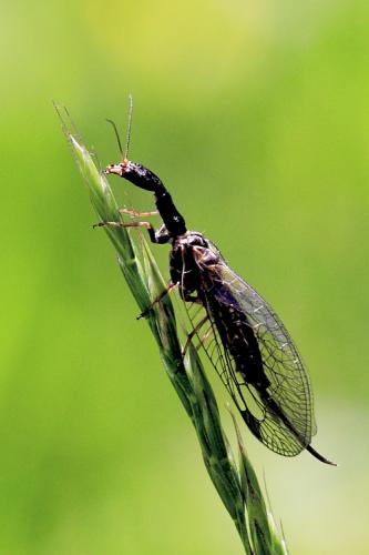 Phaeostigma notatum