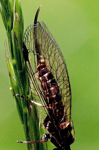 Réf. 88 961 : Phaeostigma notatum