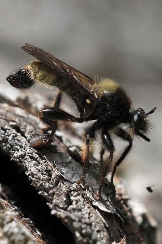 Laphria flava