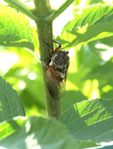 Tibicina haematodes