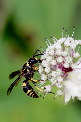 Ancistrocerus sp.