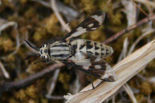 Réf. 88 832 : Chrysops italicus