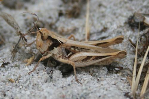 Réf. 88 836 : Dociostaurus jagoi occidentalis