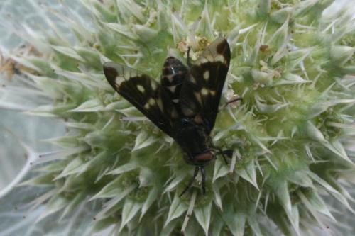 Réf. 88 838 : Chrysops italicus