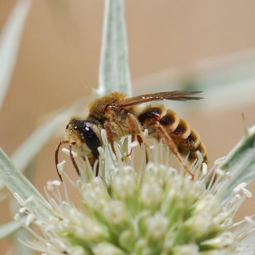 Réf. 88 638 : Andrena variabilis