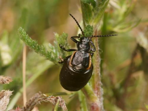 Arima marginata