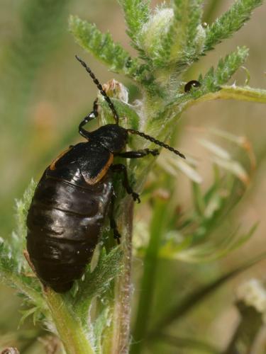 Arima marginata