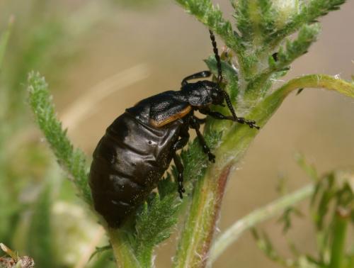 Arima marginata