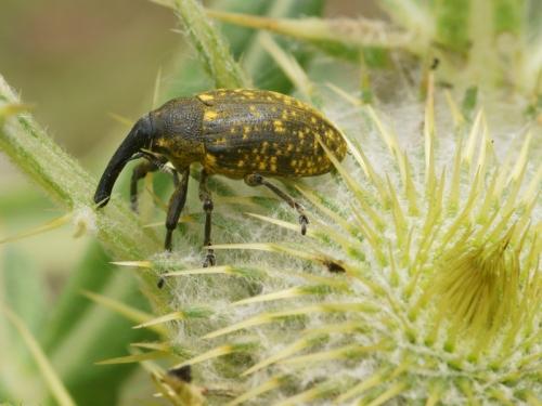 Larinus sturnus