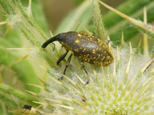 Réf. 88 797 : Larinus sturnus